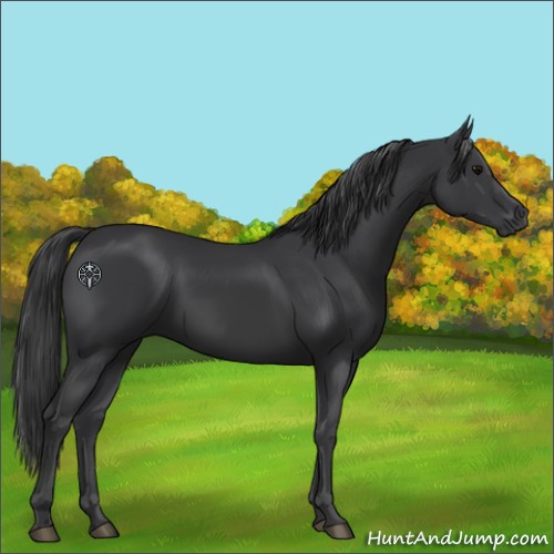 Horse Color:Black 