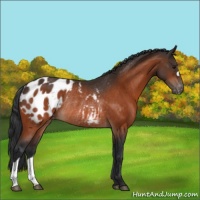 Horse Color:Bay Appaloosa Rabicano 