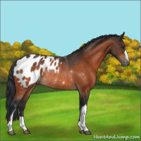 Horse Color:Bay Appaloosa Rabicano 