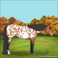 Horse Color:Bay Appaloosa 