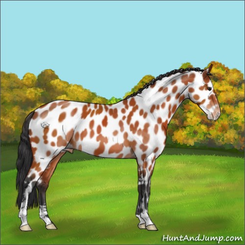 Horse Color:Brown Sabino Appaloosa 