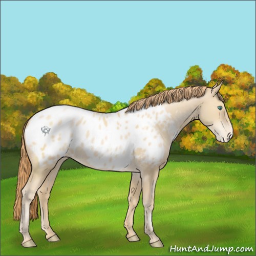 Horse Color:Smoky Black Pearl Appaloosa 