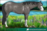 Horse Color:Grullo Sabino 