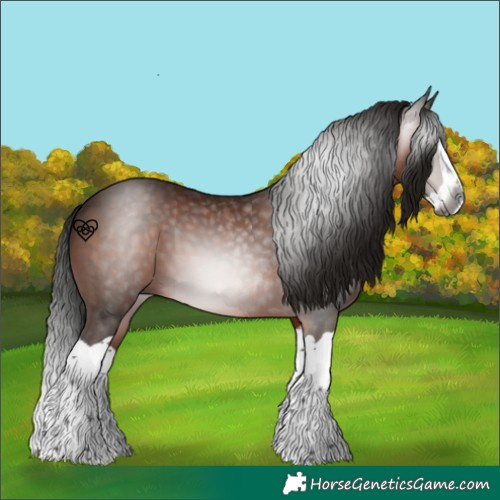Horse Color:Gray Bay Splash 