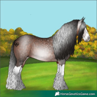 Horse Color:Gray Bay Splash 