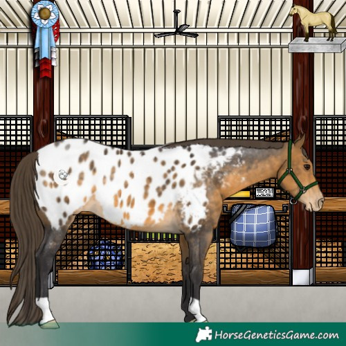 Horse Color:Buckskin Near Leopard
