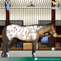 Horse Color:Buckskin Near Leopard 
