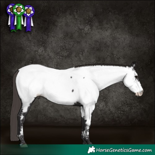 Horse Color:Smoky Black Appaloosa