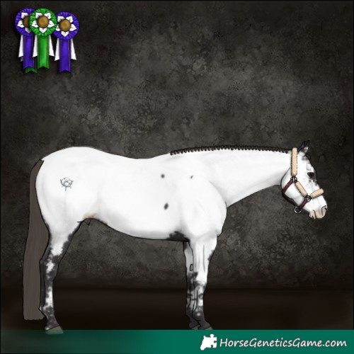 Horse Color:Smoky Black Appaloosa 