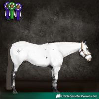 Horse Color:Smoky Black Appaloosa