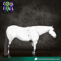Horse Color:Smoky Black Appaloosa