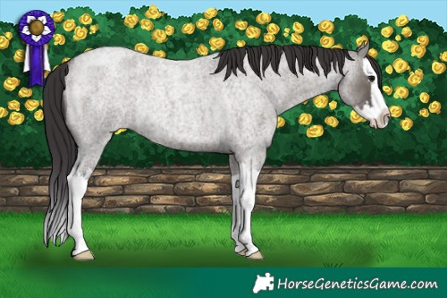 Horse Color:Smoky Grullo Roan Splash Rabicano
