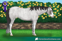 Horse Color:Smoky Grullo Roan Splash Rabicano 
