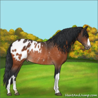 Horse Color:Bay Appaloosa Rabicano 