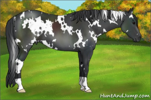 Horse Color:Unknown 