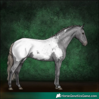 Horse Color:Smoky Black Appaloosa 
