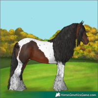 Horse Color:Brown Tobiano 