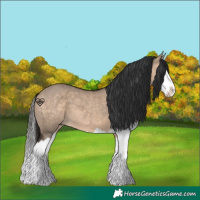 Horse Color:Bay Dun Splash 