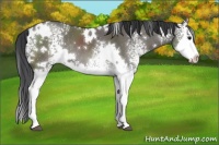 Horse Color:White Spotted Grullo Splash Rabicano