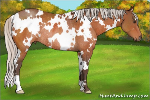 Horse Color:White Spotted Silver Bay Rabicano 