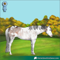 Horse Color:White Spotted Brown Splash 