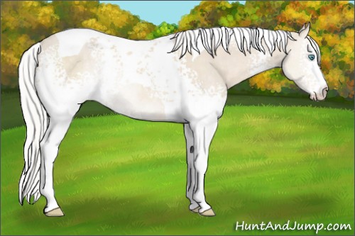 Horse Color:White Spotted Silver Smoky Creme Tobiano Rabicano 