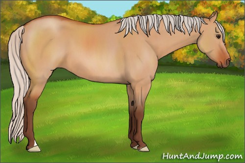 Horse Color:Silver Bay Dun 