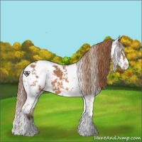 Horse Color:Chestnut Sabino 