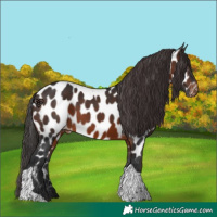 Horse Color:Brown Tobiano Near Leopard