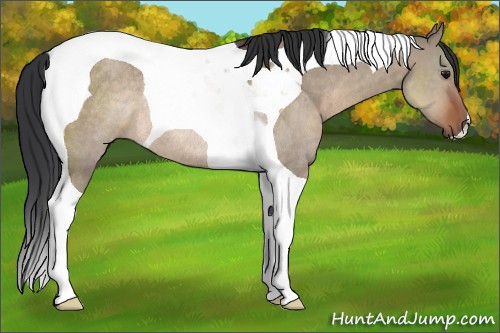 Horse Color:Brown Dun Tobiano Rabicano 