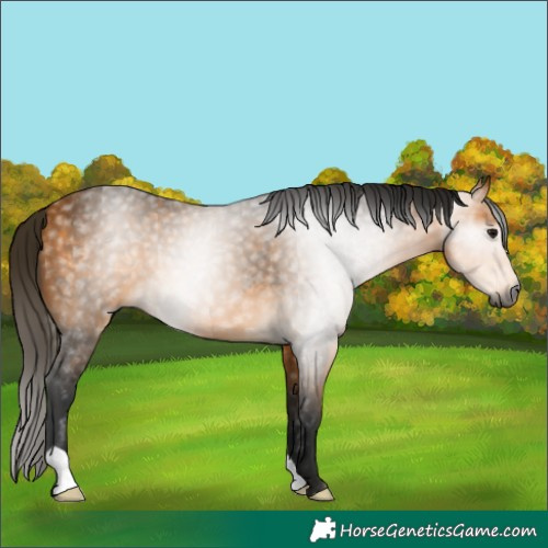Horse Color:Gray Buckskin 