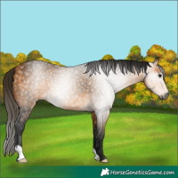 Horse Color:Gray Buckskin