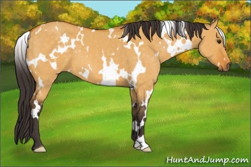 Horse Color:White Spotted Buckskin Dun
