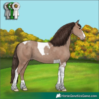 Horse Color:Classic Champagne Tobiano 