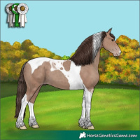 Horse Color:Classic Champagne Tobiano