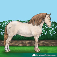Horse Color:Buckskin Roan Pearl and Buckskin Roan Pearl Rabicano