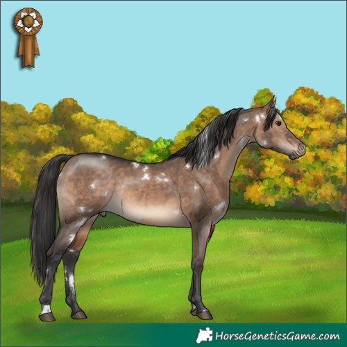 Horse Color:White Spotted Brown Dun Rabicano 