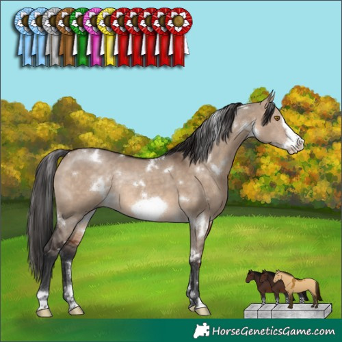 Horse Color:White Spotted Brown Dun Frame Rabicano 