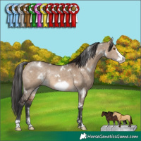 Horse Color:White Spotted Brown Dun Frame Rabicano 