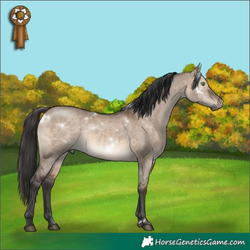 Horse Color:White Spotted Brown Dun Rabicano 