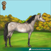 Horse Color:White Spotted Brown Dun Rabicano 