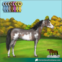 Horse Color:Brown Sabino Frame Rabicano 