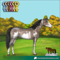 Horse Color:Brown Sabino Frame Rabicano 