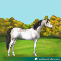 Horse Color:Bay Dun Sabino Tobiano Frame Rabicano 