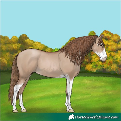 Horse Color:Grullo Pearl Sabino 