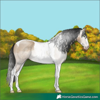 Horse Color:Gray Sable Champagne Dun Sabino Tobiano