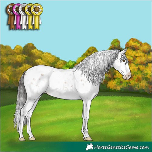 Horse Color:Brown Sabino Splash 