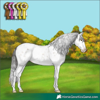 Horse Color:Brown Sabino Splash 