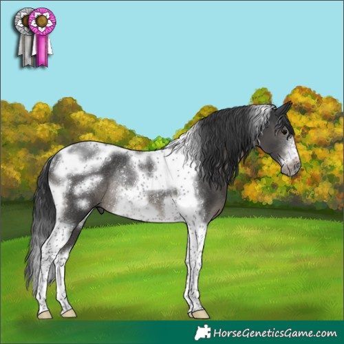 Horse Color:Black Tobiano Frame Rabicano 