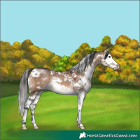 Horse Color:White Spotted Brown Dun Splash
